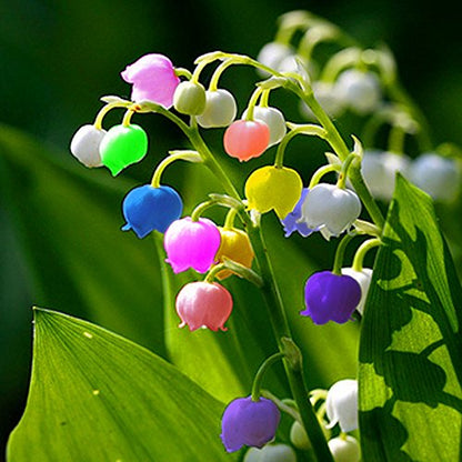 Bell Orchid flower seeds