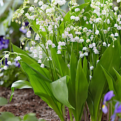 White Bell flower seeds