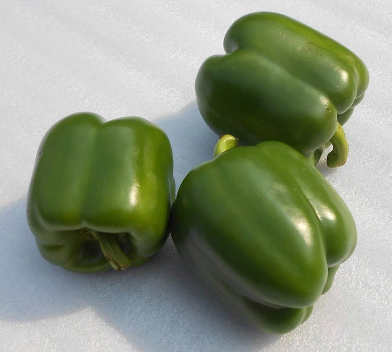 California Wonder Pepper Seeds for Planting – Heirloom Non-GMO Garden Seeds