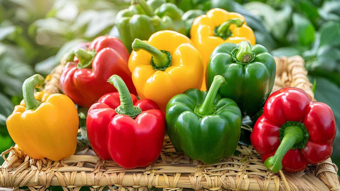 Bell Pepper Seeds