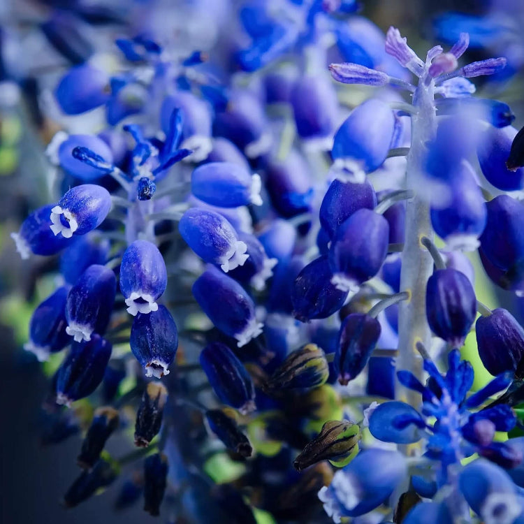 Blue False Indigo plant