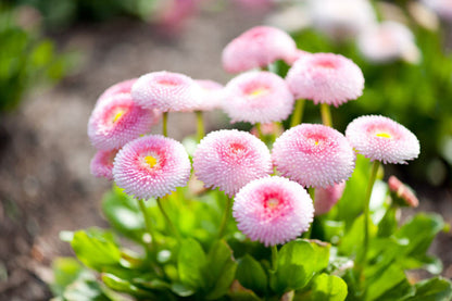 Pink Bellis Flower Seeds for Planting – Heirloom Non-GMO Garden Seeds