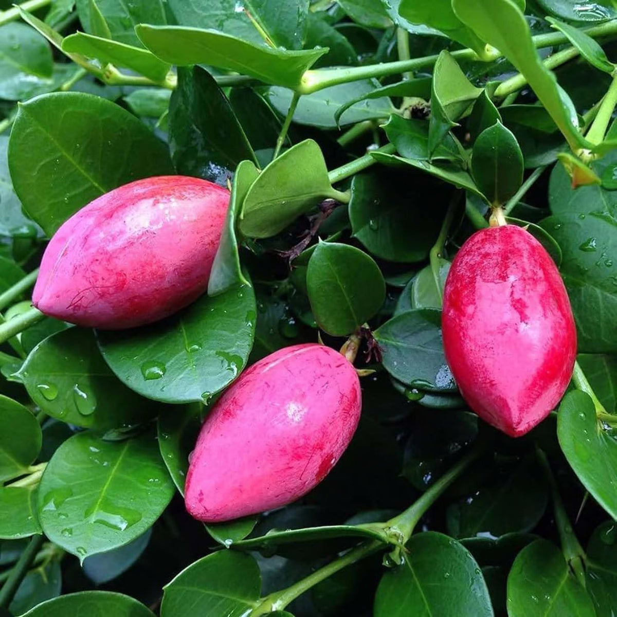 Carandas cherry fruit plant with glossy green leaves, thorny branches, and clusters of ripening red and dark purple berries.