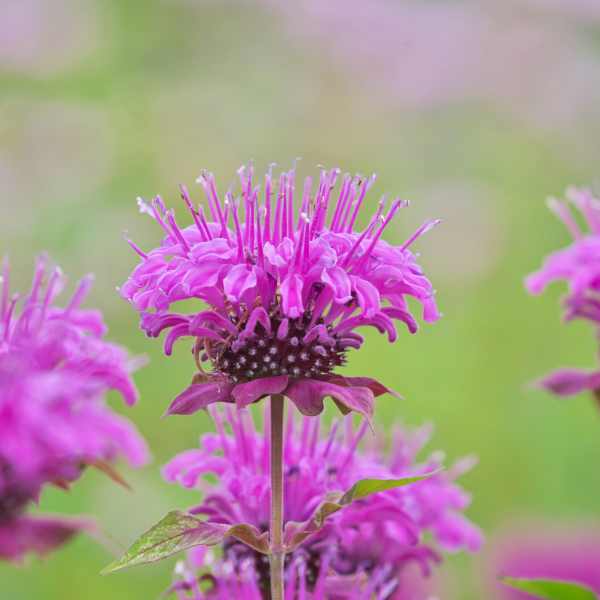 Lemon Bergamot plant