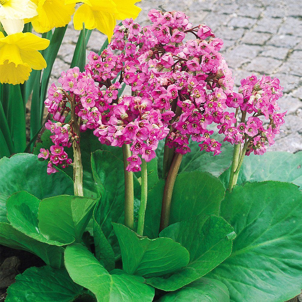Bergenia flower seeds
