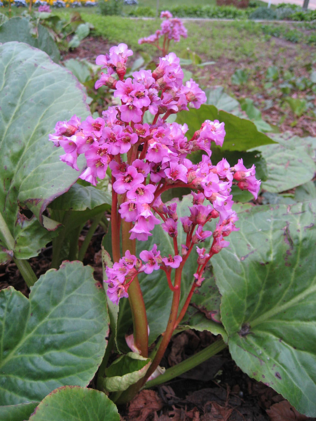 Bergenia flower seeds
