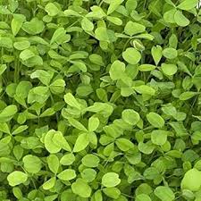 Berseem clover seeds for planting with green foliage and white flower clusters