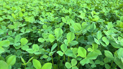 Berseem clover seeds for planting with green foliage and white flower clusters