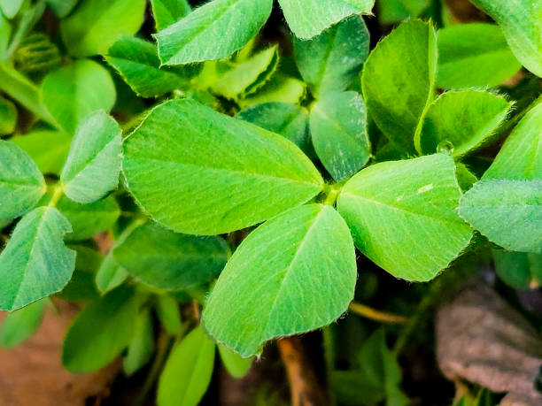 Berseem clover seeds for planting with green foliage and white flower clusters