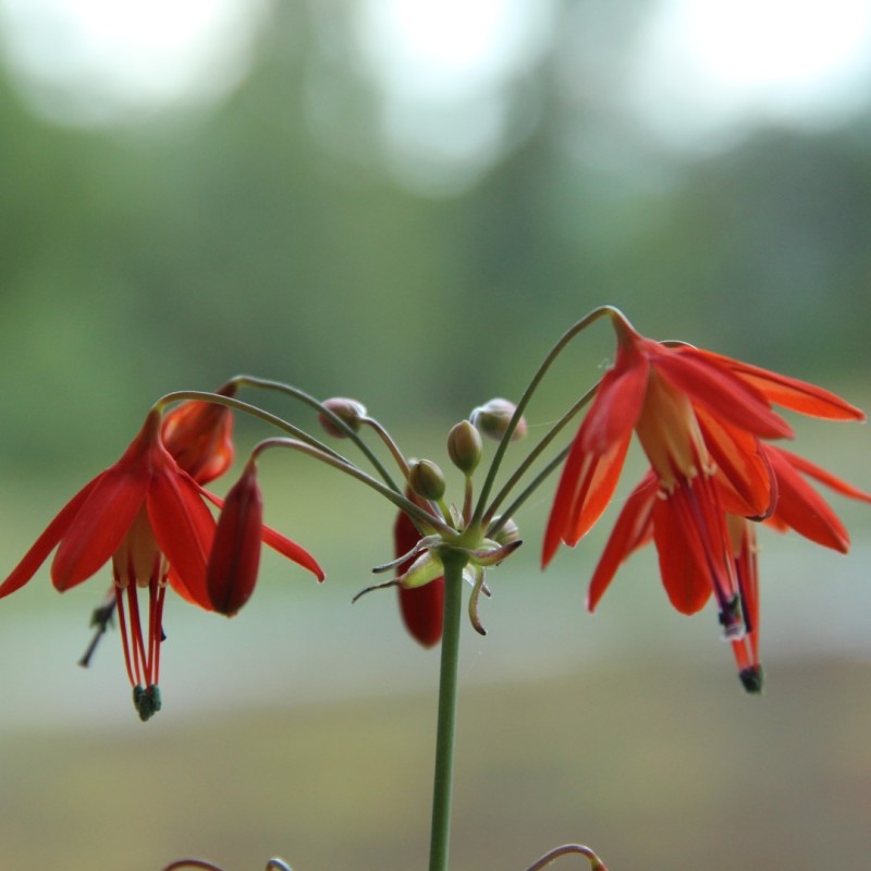 Orange Coral flower seeds