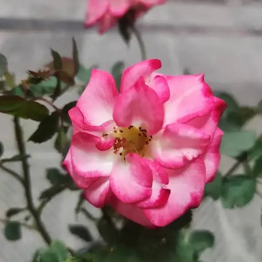 Betty Boop flower seeds