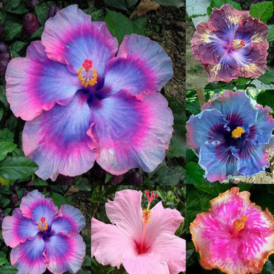 Hibiscus Colorful flower seeds
