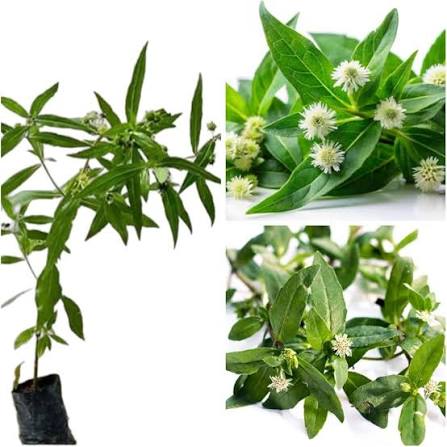 Bhringraj Plant with Lush Green Foliage