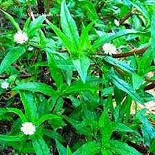Bhringraj Plant with Lush Green Foliage