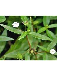 Bhringraj Plant with Lush Green Foliage