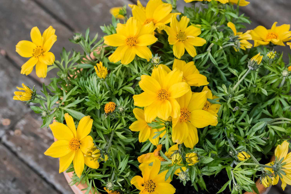 Yellow Bidens flower seeds