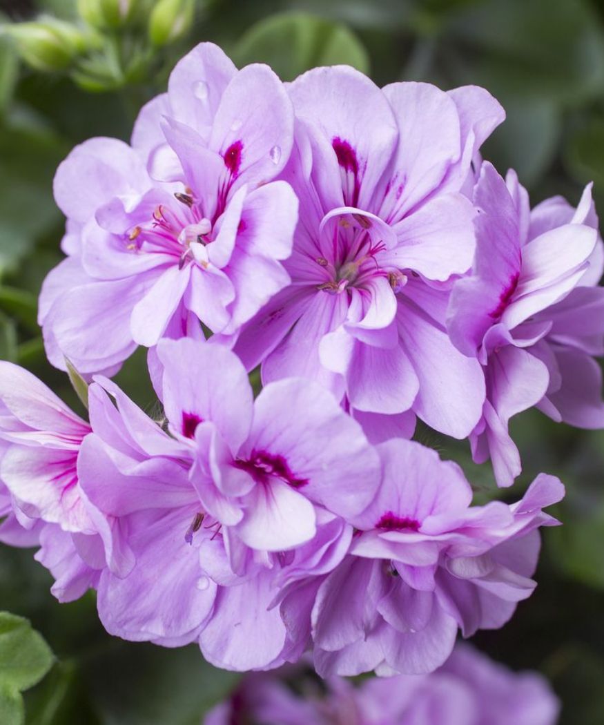 Lavender Geranium flower seeds