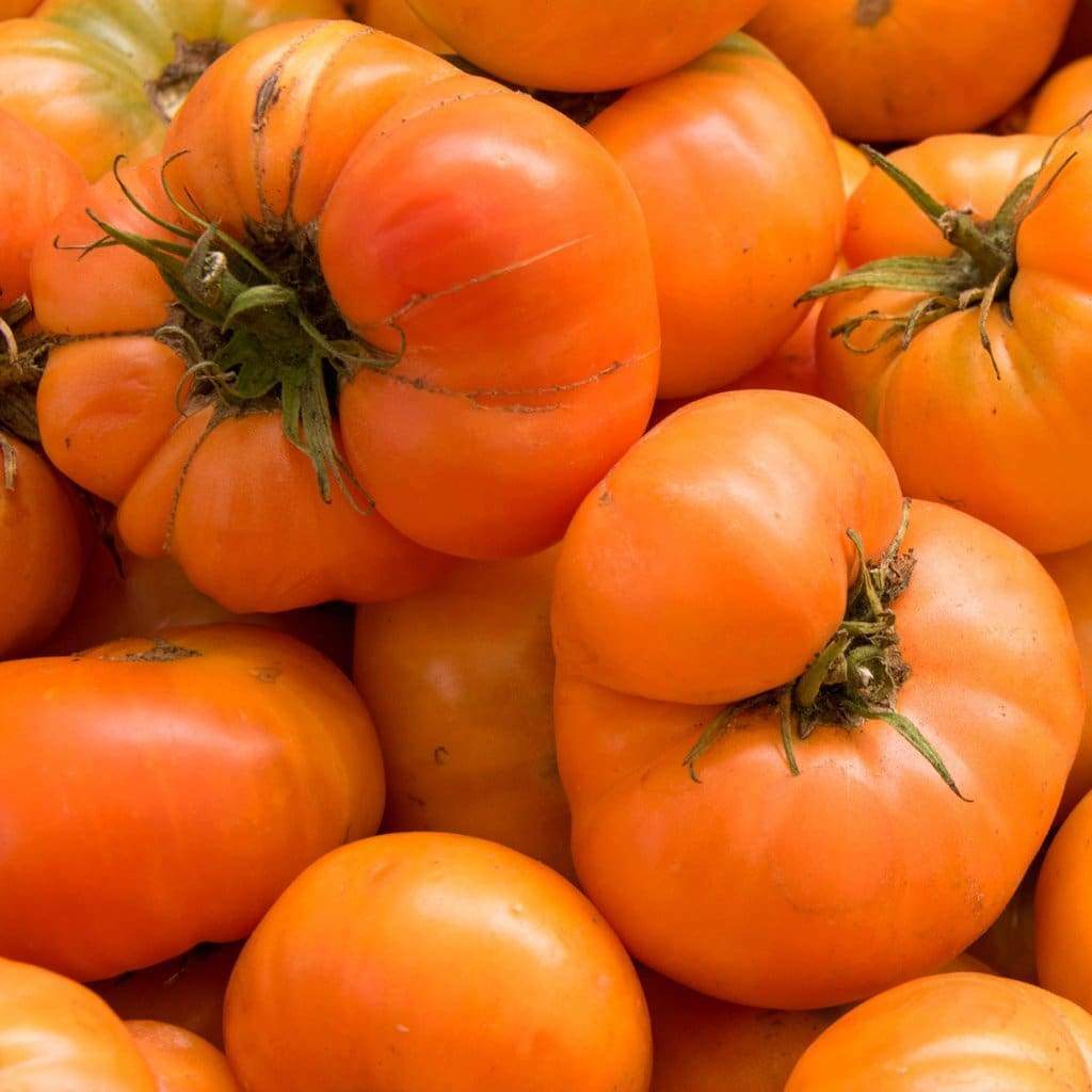Dark Orange Giant Tomato Seeds