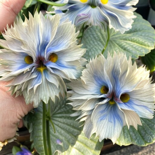 Big Face Flower plant growing in a garden with decorative blooms and green foliage, suitable for ornamental flower beds and outdoor garden displays.