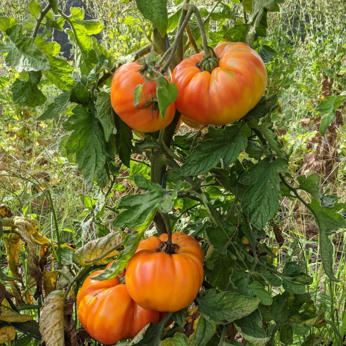 Big Orange Tomato Seeds