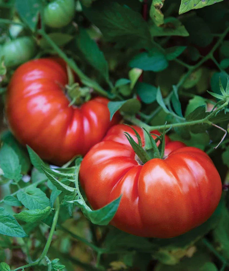 Dark Red Giant Tomato Seeds for Planting – Heirloom Non-GMO Garden Seeds