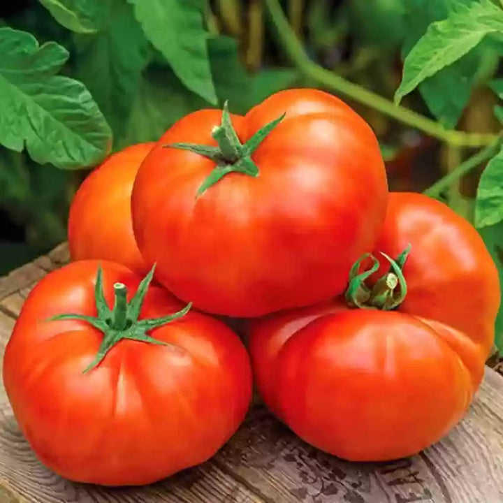 Big Red Tomato Seeds
