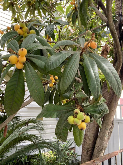 Big Jim loquat fruit tree with glossy green evergreen leaves, clusters of ripe yellow-orange loquat fruits, and a healthy canopy in a home garden.