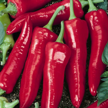 Big Jim Pepper Seeds