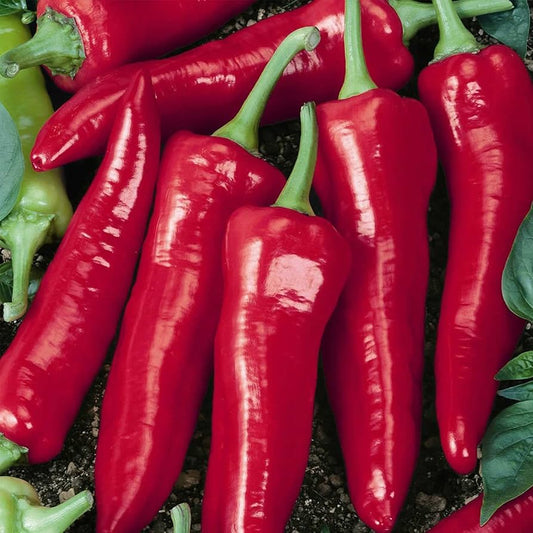 Big Jim Pepper Seeds