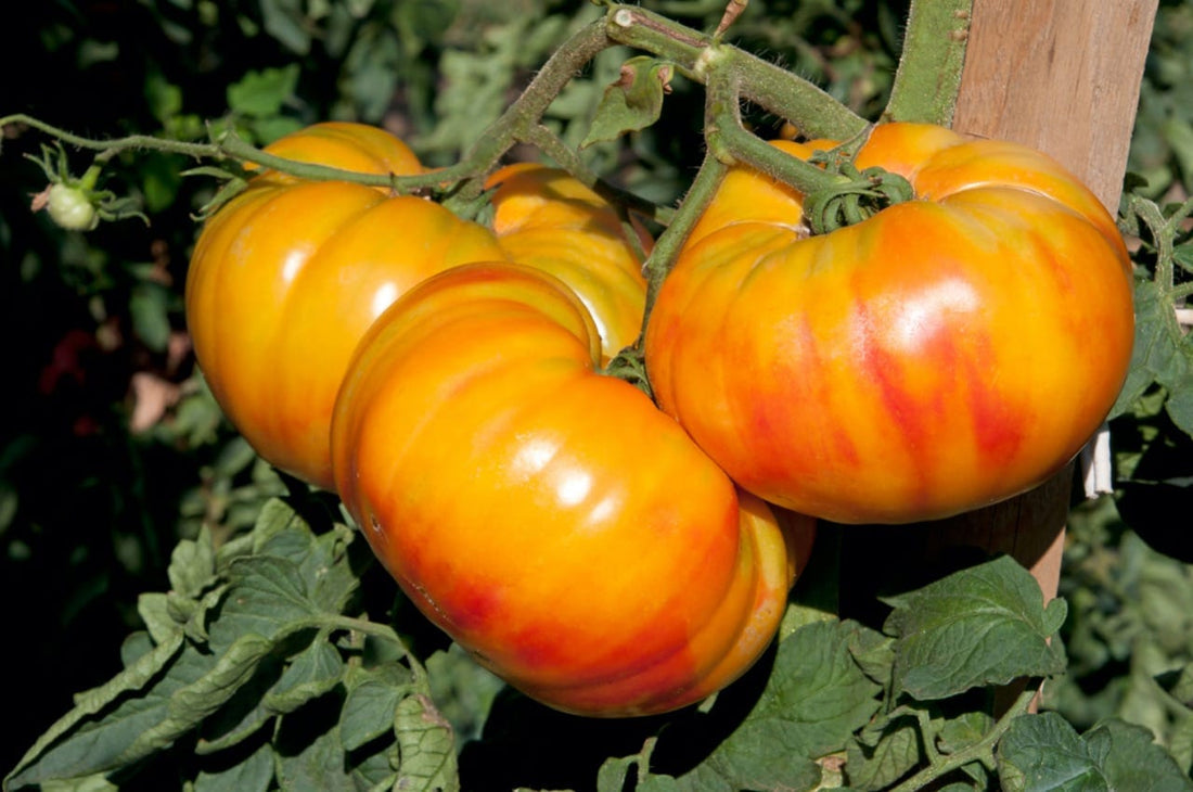 Big Orange Tomato Seeds