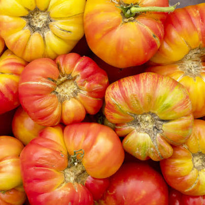 Big Rainbow Tomato Seeds for Planting producing large golden-yellow beefsteak tomatoes with beautiful red and orange marbled flesh