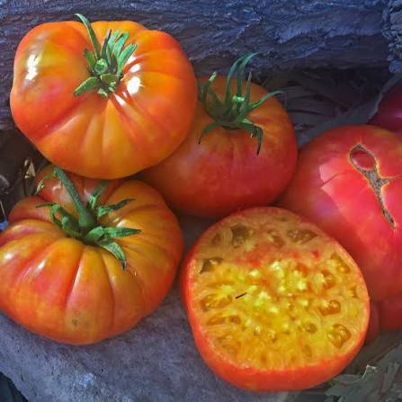 Big Rainbow Tomato Seeds for Planting producing large golden-yellow beefsteak tomatoes with beautiful red and orange marbled flesh