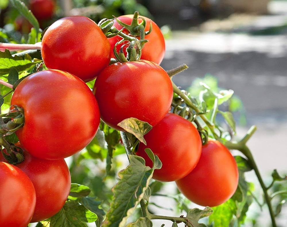 Big Tomato Seeds