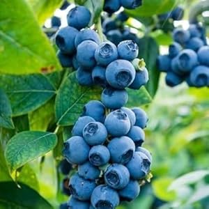 common bilberry seeds