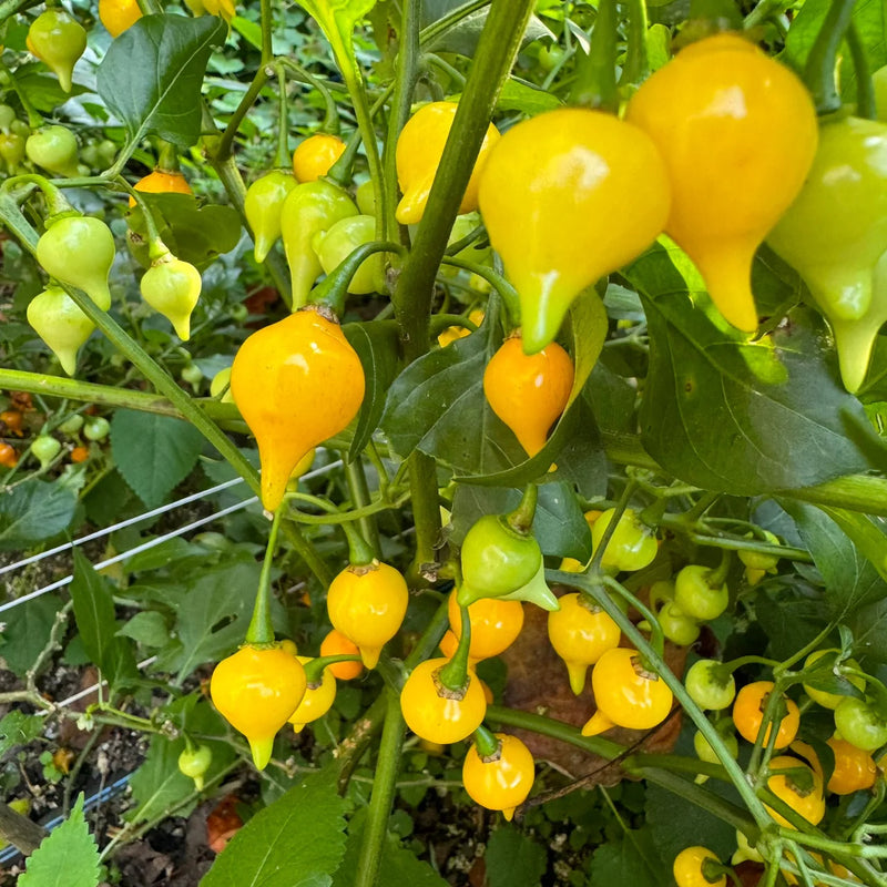 Yellow Biquinho Pepper Seeds for Planting – Heirloom Sweet Pepper Seeds