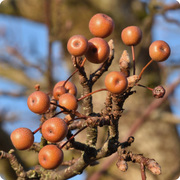 birchleaf pear seeds