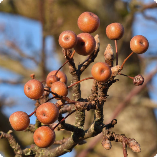 birchleaf pear seeds