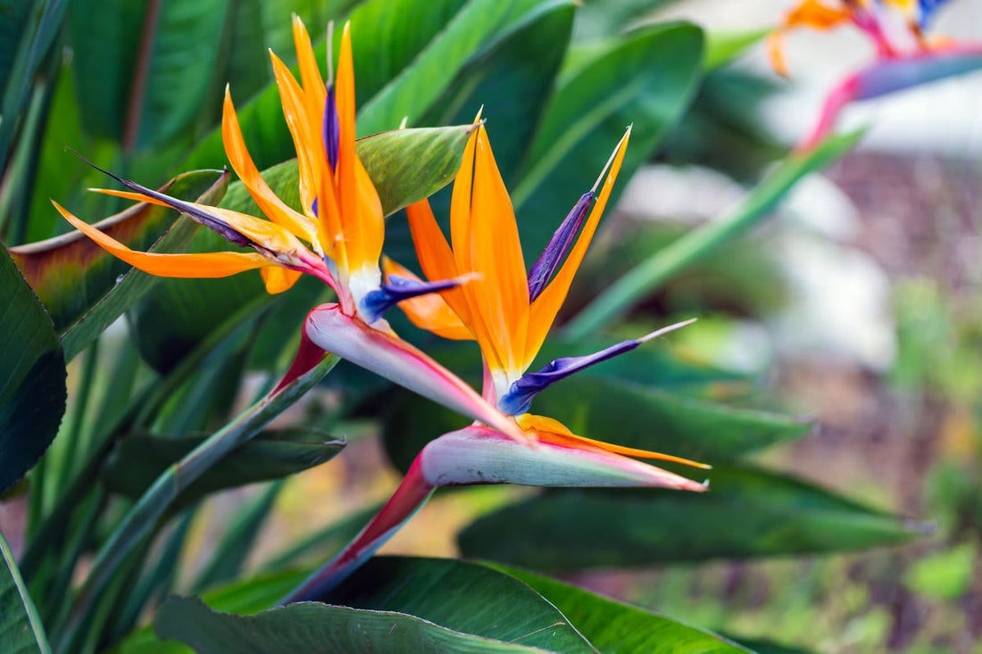 Queen'S Bird flower seeds