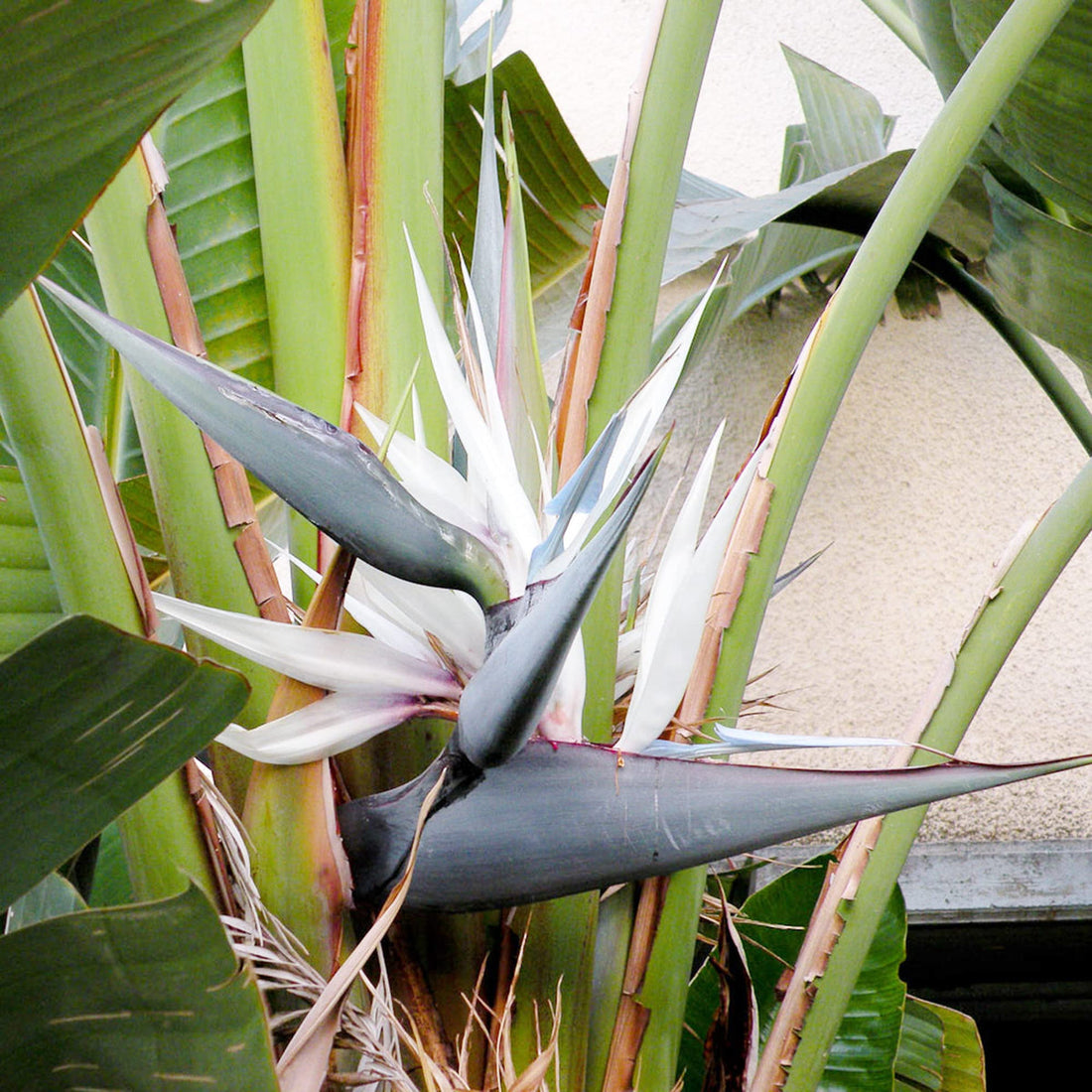 White Strelitzia flower seeds