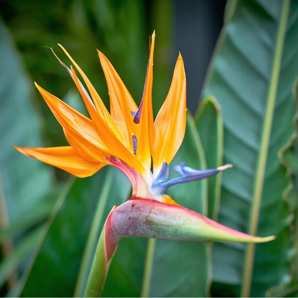 Orange Bird flower seeds