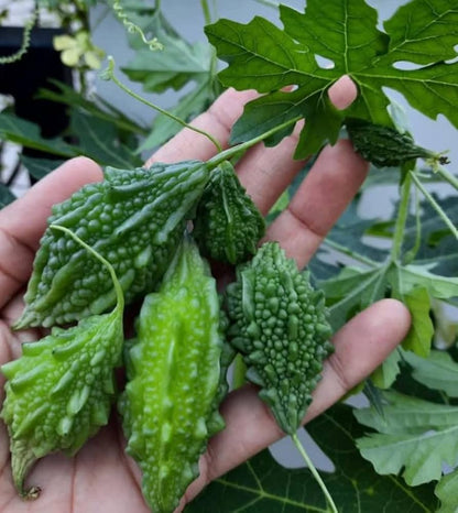 Bitter Gourd Seeds