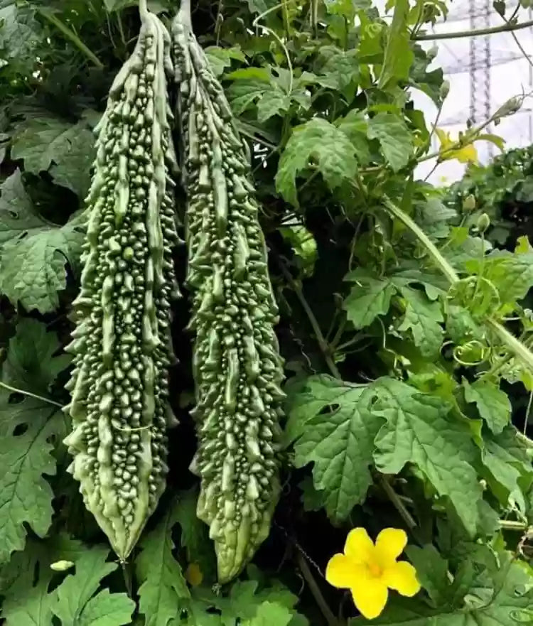 Army Green Bitter Gourd Seeds