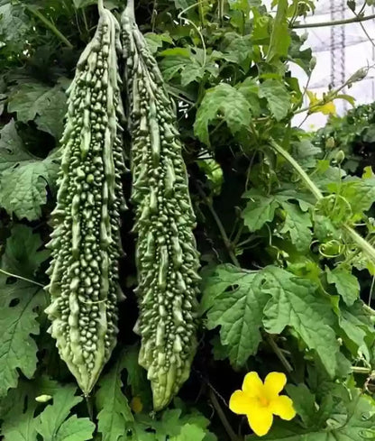 Army Green Bitter Gourd Seeds