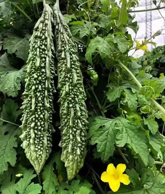 Army Green Bitter Gourd Seeds
