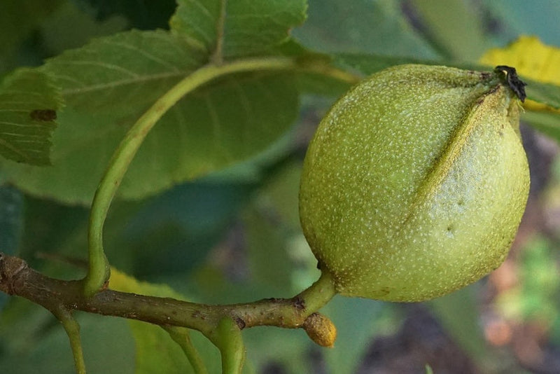 Bitternut Hickory Tree Seeds for Planting – Heirloom Non-GMO Garden Seeds