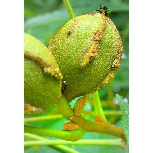 bitternut hickory seeds