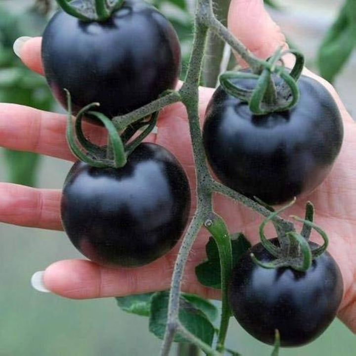 Black Blue Tomato Seeds