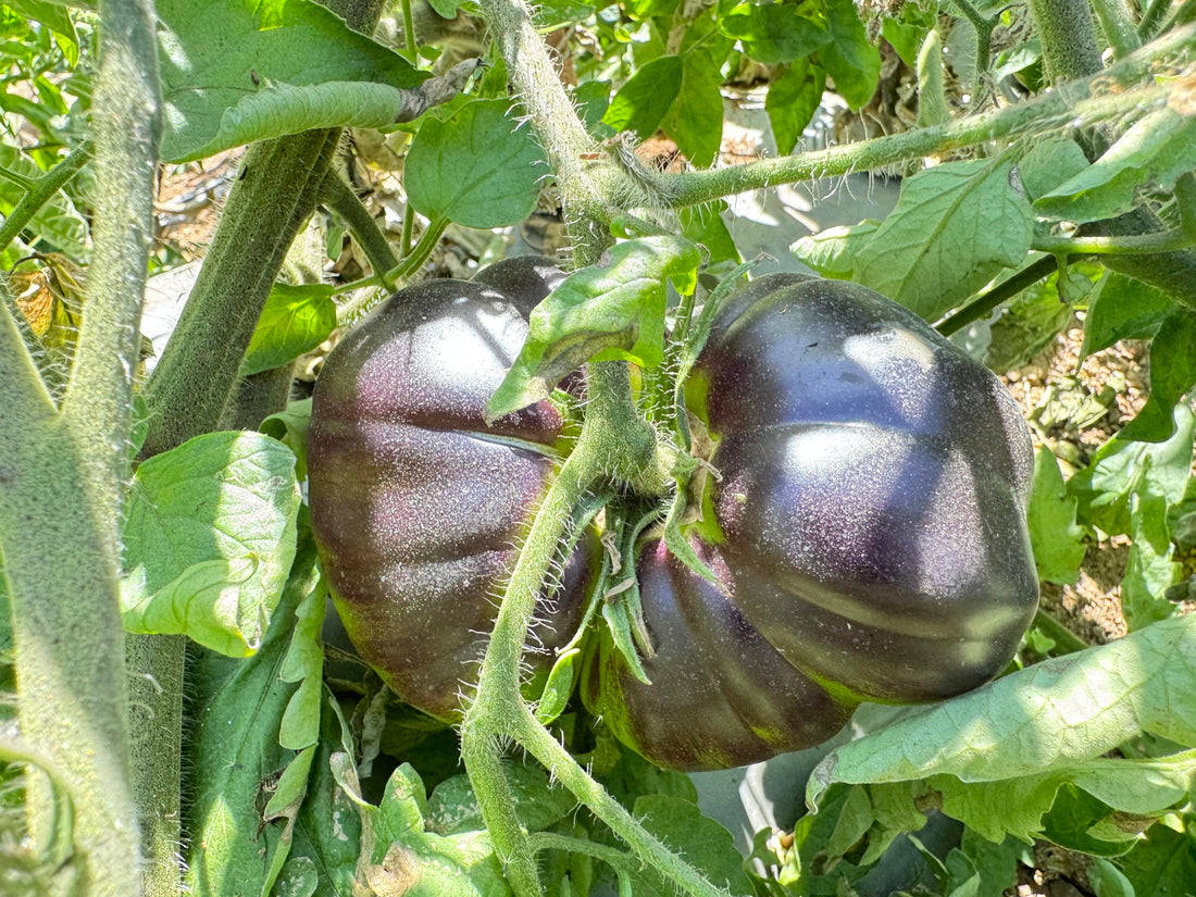Black Green Tomato Seeds