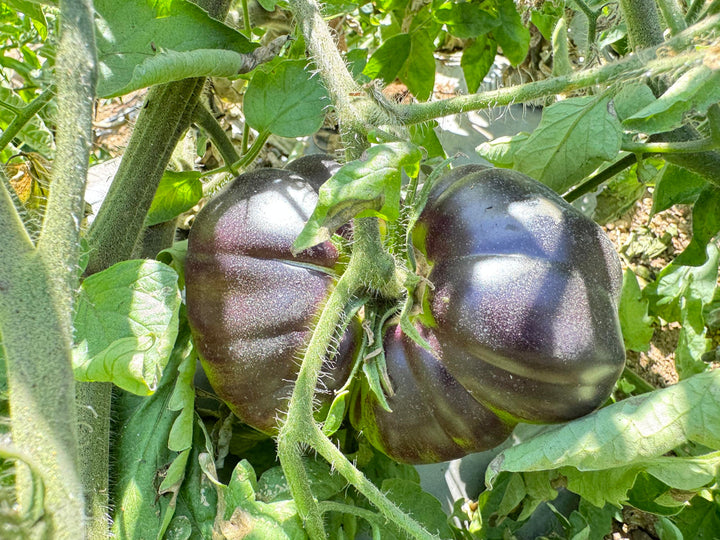 Black Green Tomato Seeds