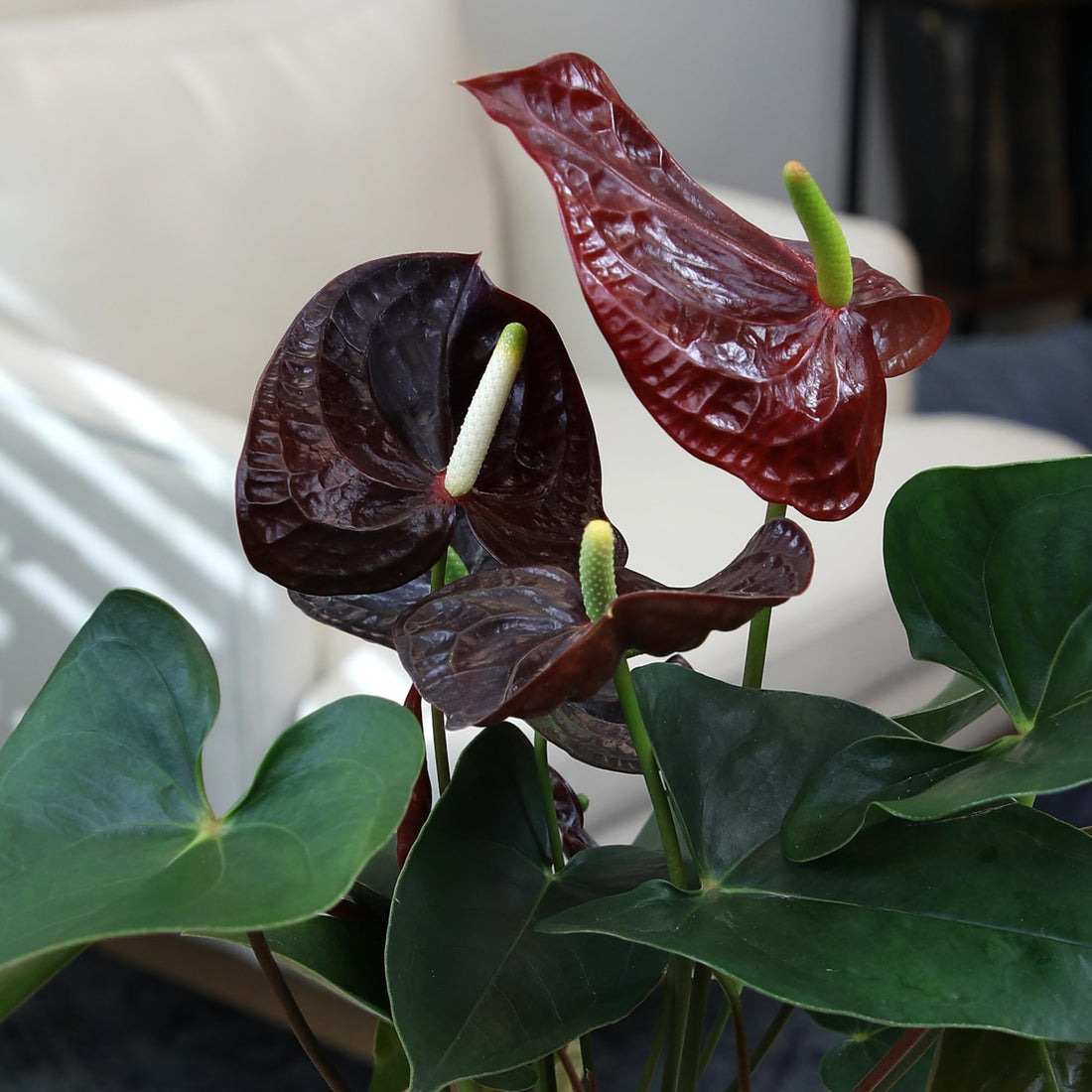 Black Anthurium flower seeds